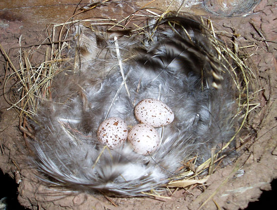 Eggs of the barn swallow