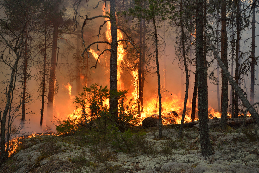 A 2012 wildfire destroyed over 8,000 hectares (about 19,770 acres) of forest and threatened homes.