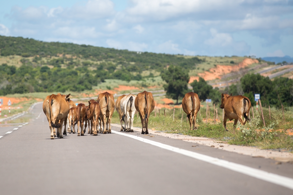In rural areas, it is not unusual to see livestock on roadways.