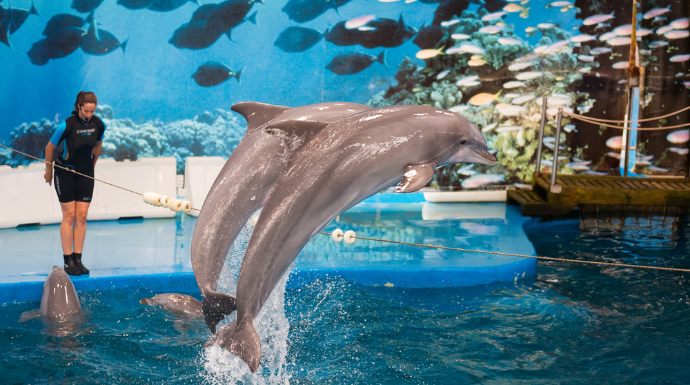 Dolphin shows are a popular attraction available at Barcelona Zoo. 