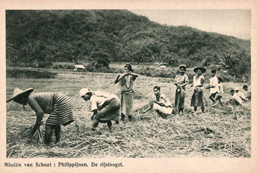 Planting rice