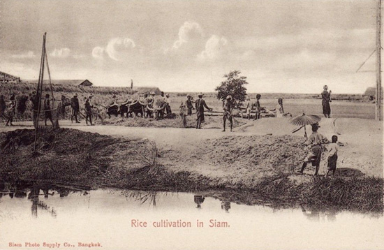 Cultivating rice