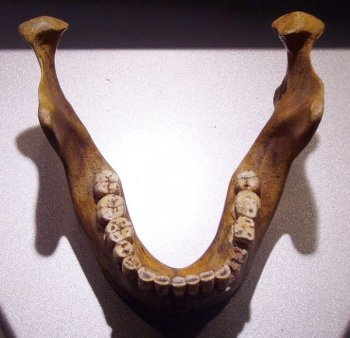 A German miner finds the Mauer I mandible in 1907, suggesting early humans existed in the area.