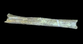 A tibia from a Homo heidelbergensis, found in Boxgrove, England