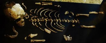 Skeleton of a Neanderthal child, from the archaeological site at Roc de Marsal, Dordogne.