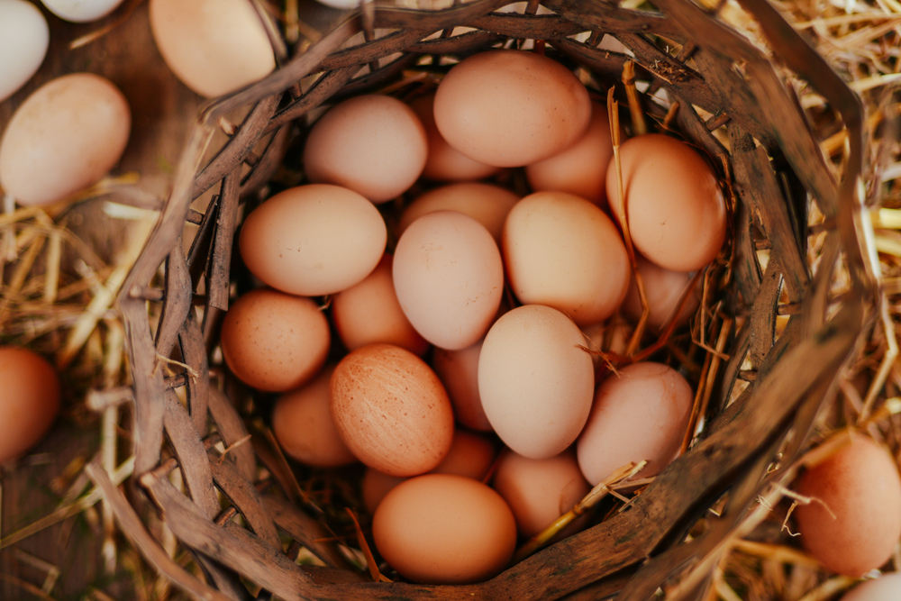 Egg Farming
