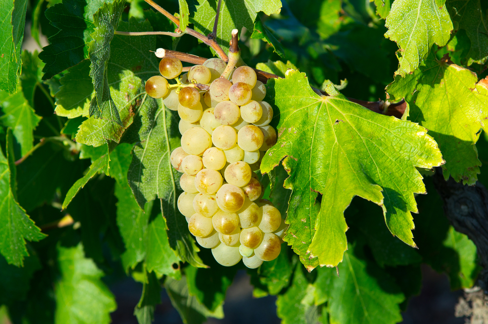 Ugni Blanc Variety of Grapes Are Commonly Used to Make Cognac