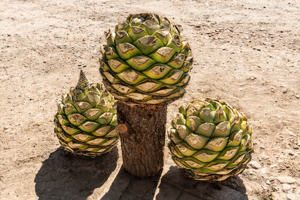 When the spiky leaves are trimmed from the agave, a core called the heart or pina remains.
