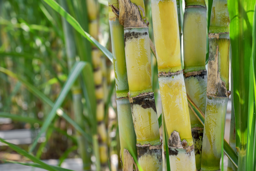 Sugarcane Is a Perennial Grass That Is Filled with a Sugary Liquid