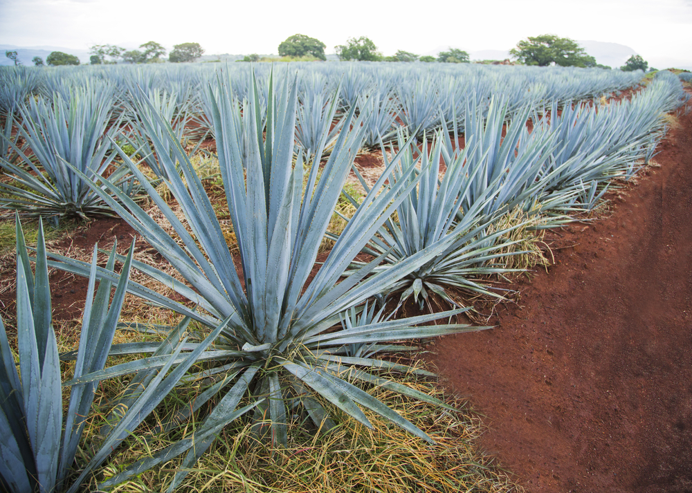 Tequila Is Made from the Agave Plant