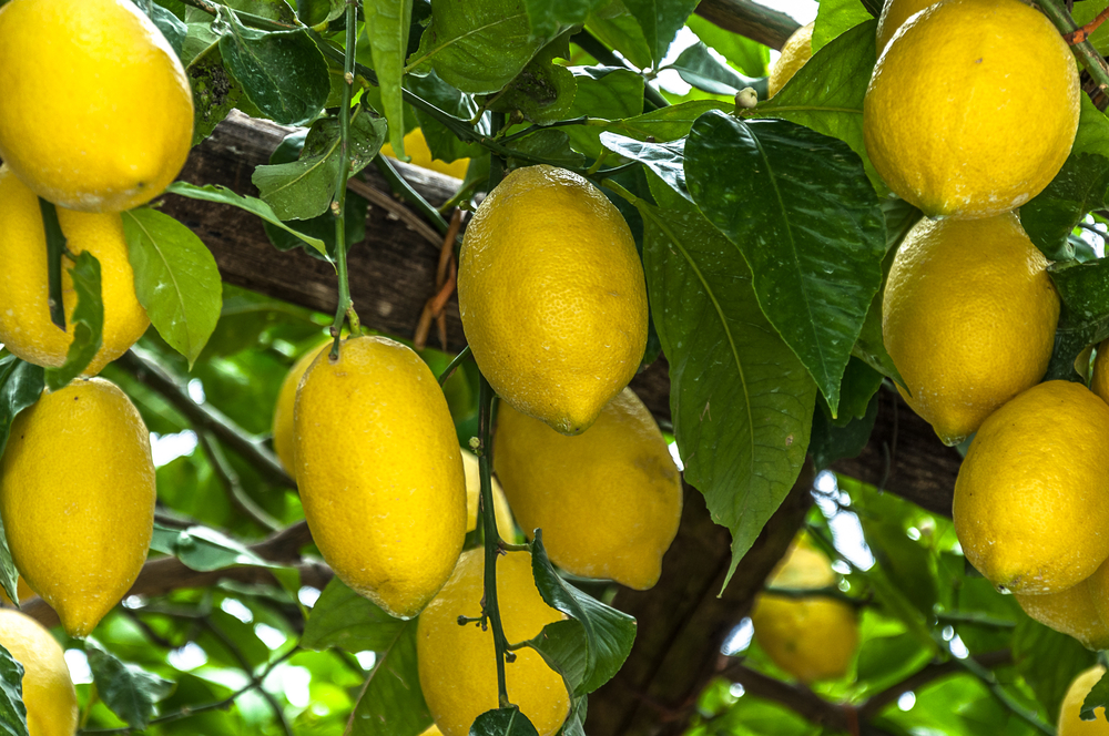 Lemons from Sorrento are large and oval-shaped.