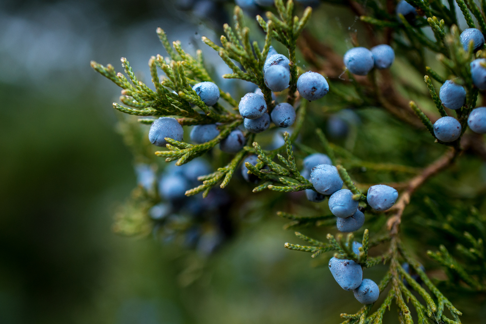 Gin Is Flavored with Berries from the Juniper Bush