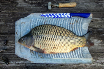 Karpfen Blau (Blue Carp)