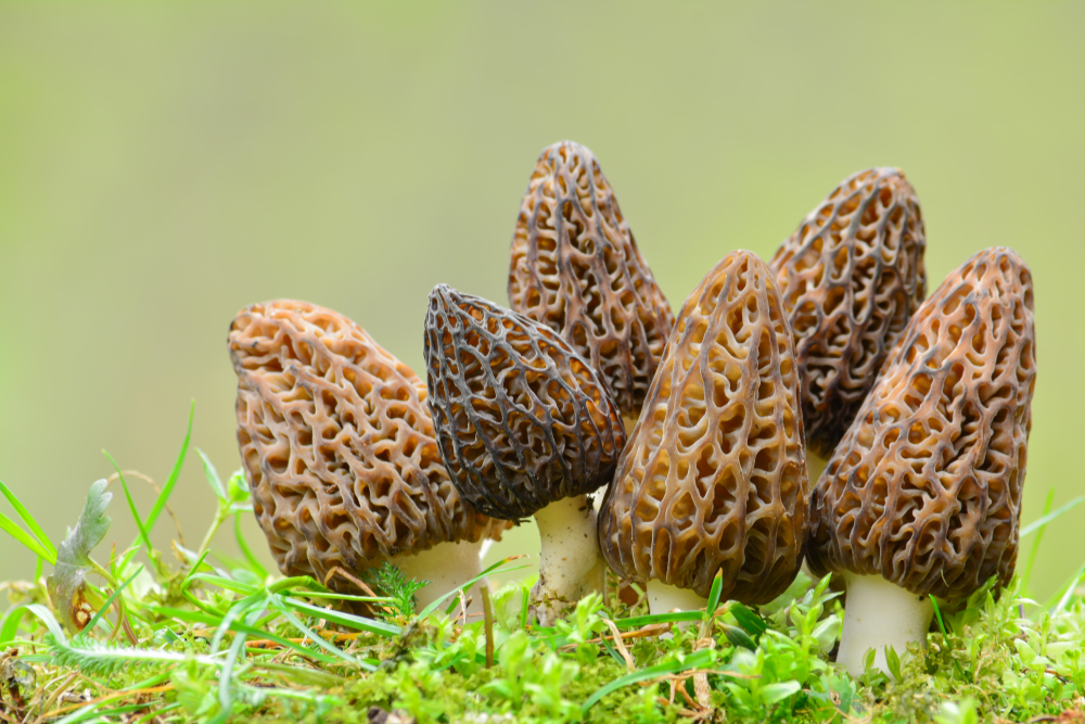Morel Mushrooms Can be Used in Wild Mushroom Sauté