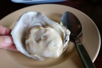 Raw Oysters  