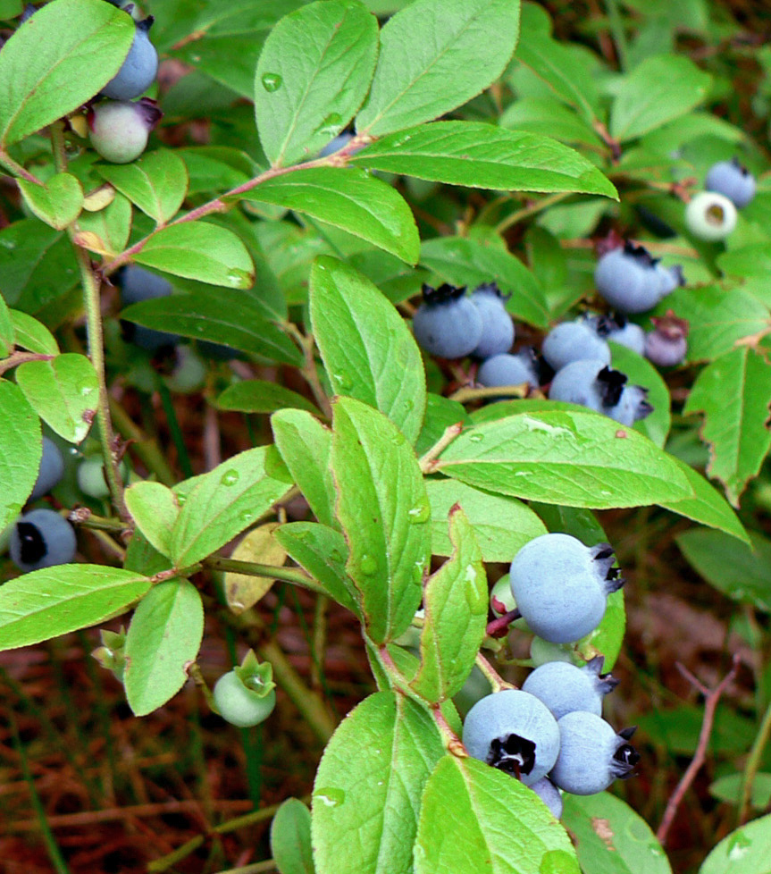 <em>Wild bluberries</em>