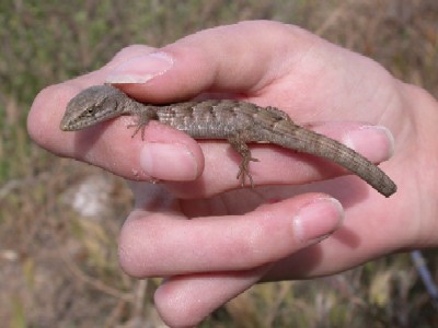 Juvenile Northern Alligator Lizard