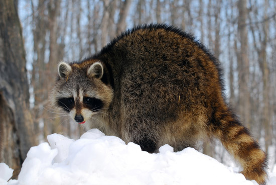 Raccoon