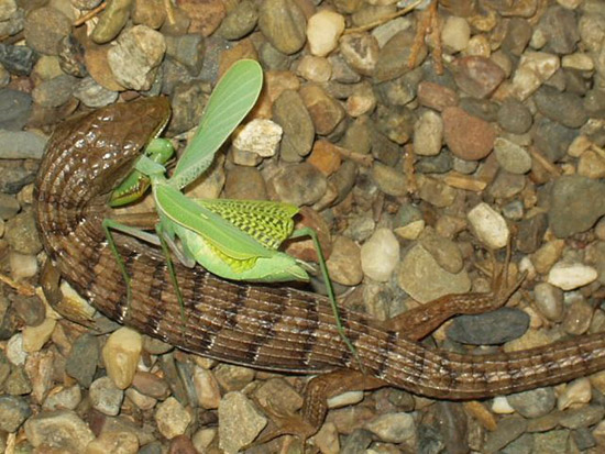 Northern Alligator Lizard Eating a Mantis