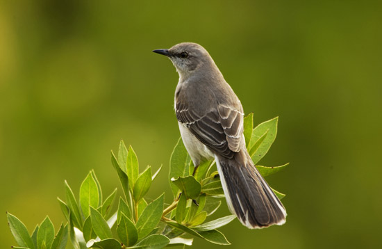 Male Northern Mockingbird