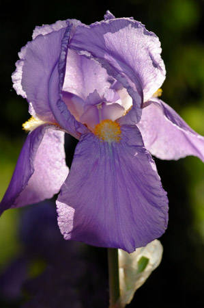 Close-Up of Iris