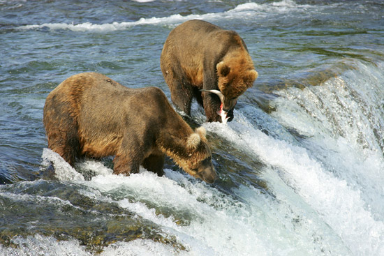 Grizzly Bears Hunting for Salmon