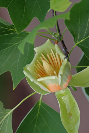 Tulip Poplar Flowers