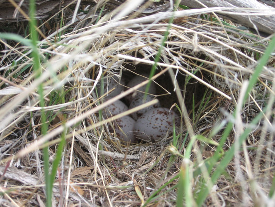 Western Meadowlark Eggs