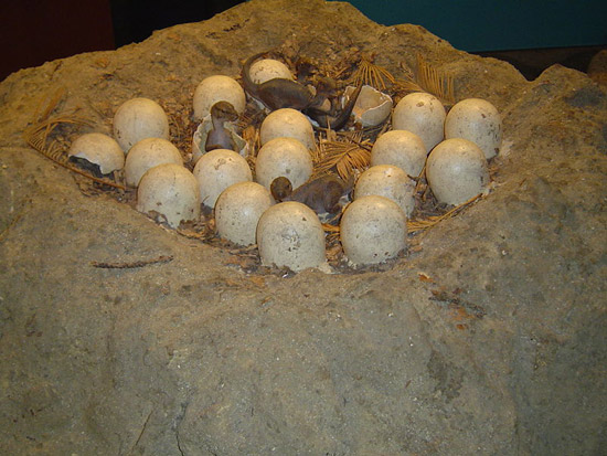 Structure of Maiasaur Nest