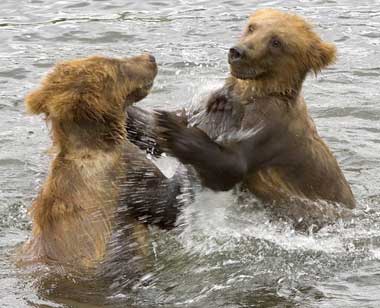 Pair of Grizzly Cubs Playing