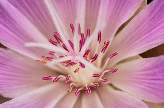 Close-up of Bitterroot Flower