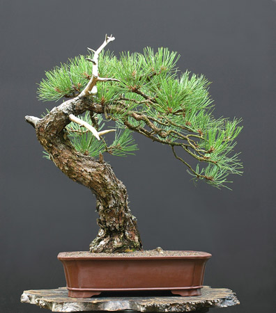 Ponderosa Pine Bonsai
