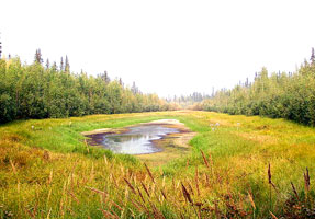 Upper Yukon Tayga--Meadow