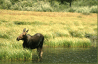 Gallatin National Forest