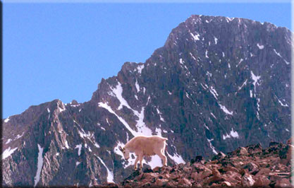 Custer National Forest